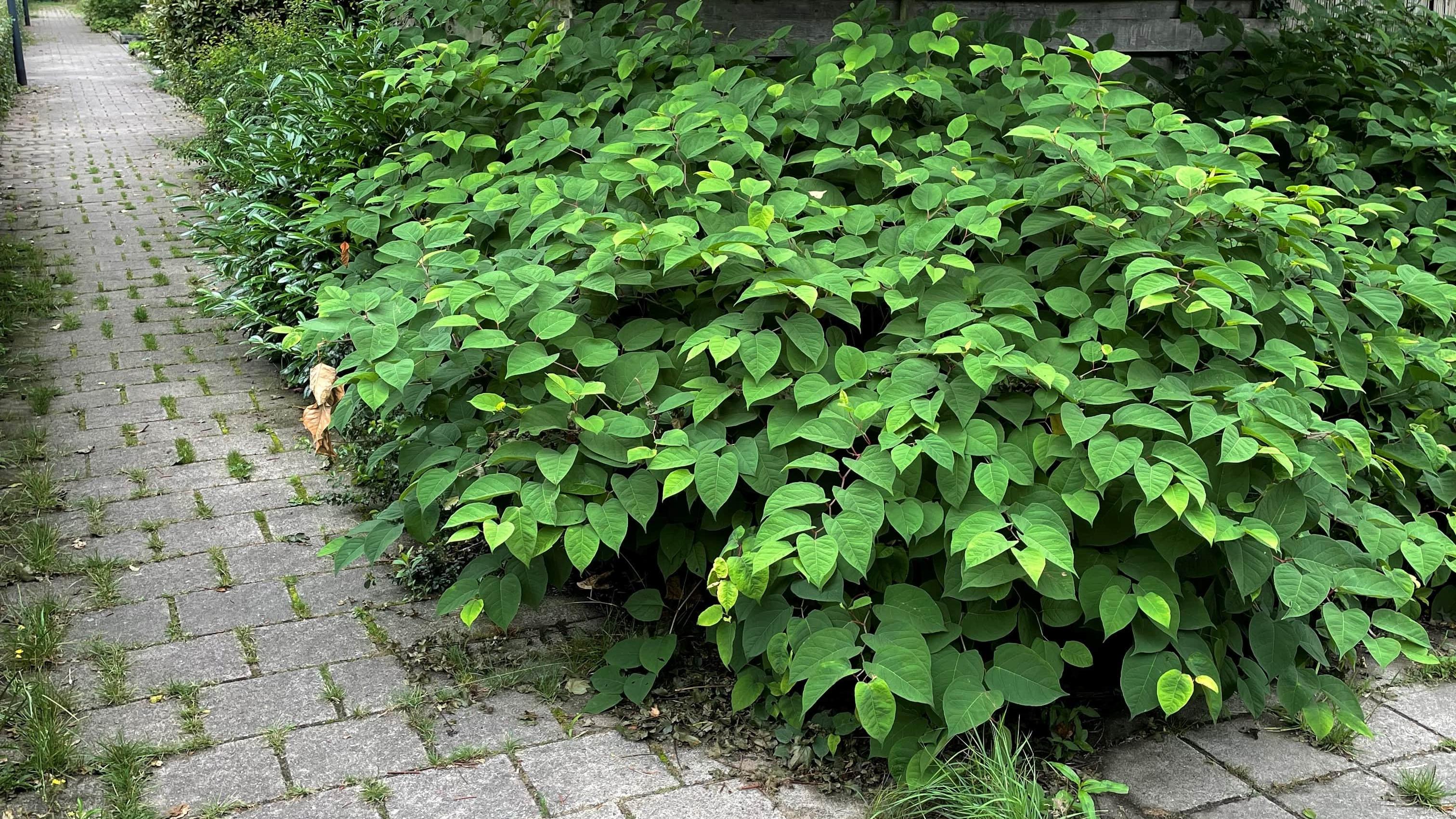 Fallopia japonica