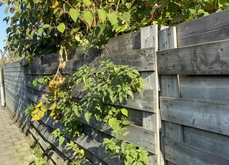 Aziatische duizendknoop en perceelgrenzen.