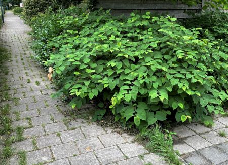 Bestrijding Japanse duizendknoop